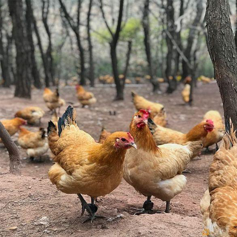 rfid腳環(huán)標簽