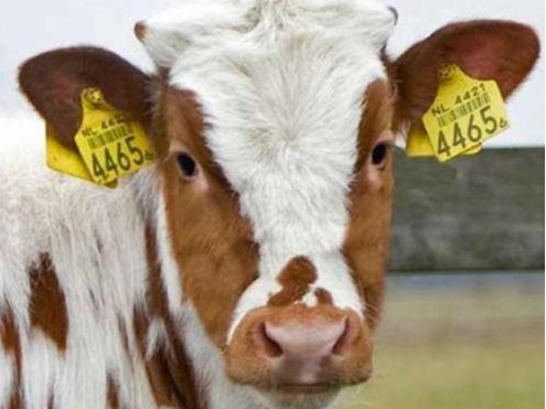 畜牧業(yè)RFID超高頻動(dòng)物電子標(biāo)簽 牛羊耳標(biāo)標(biāo)簽